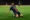Hakimi